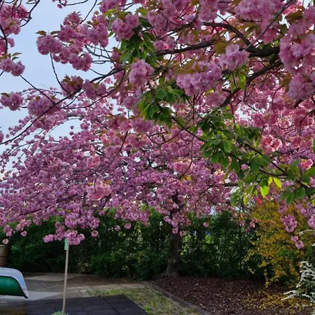 Maisionette Sternchen *